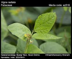 Image result for Vigna radiata