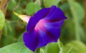 Health Benefits Uses Of Shankhpushpi Plant Flower Leaves Roots Herbal Plants Morning Glory Flowers Perennial Herbs