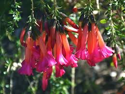 Image result for Cantua