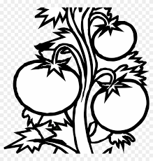 All our images are transparent and free for personal use. Plant Clipart Black And White Tomato Plant Black White Tomato Plant Clip Art Free Transparent Png Clipart Images Download