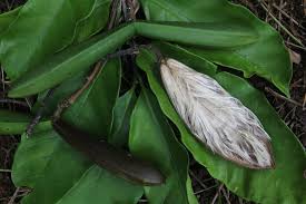 Image result for Funtumia elastica