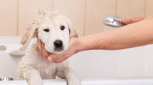 When Can You Shower A Puppy Tip 6 Is A Must Know