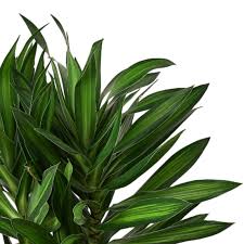 Image result for Dracaena camerooniana