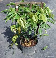 Image result for Strongylodon macrobotrys