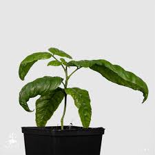 Image result for Clausena lansium