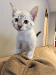 Cats and christmas 9 safety tips, pictures, videos and quiz! My Baby Lynx Point Siamese Luna Siamese Kittens Kittens Bengal Cat