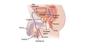 Here are the five most common signs to watch for: Testicular Cancer Treatment