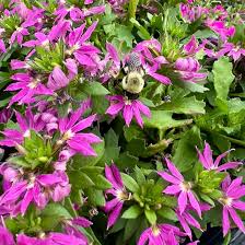 Image result for Scaevola
