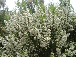 Image result for Erica arborea