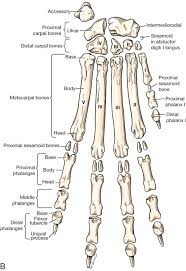 Check spelling or type a new query. Canine Anatomy Veterian Key