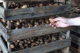 Amazingly, they're one of the easiest annual edibles to grow. How To Harvest And Store Potatoes