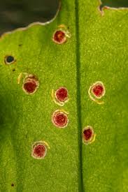 Image result for Enteucha acetosae