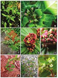 Image result for Euphorbia hirta