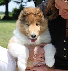 We did not find results for: Alfenloch Collie Puppies Ontario Canada 2015 Collie Puppies In Sable Sable Merle Blue Merle And Tricolor Collie Puppie Collie Puppies Rough Collie Collie