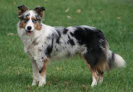 The 30 Most Intelligent Doggies Border Collie Colors Border Collie Blue Merle Collie Puppies