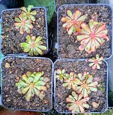 Image result for mospilan prodej