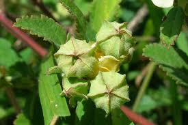 Image result for Sida rhombifolia