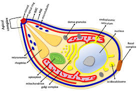 Describe the structure and function of ribosomes. The Major Organelle Structures Of T Gondii Tachyzoite Tachyzoite Is A Download Scientific Diagram