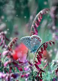 Ritual Lina Muses Mariposas Bonitas Imagenes De Mariposas Libelulas