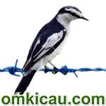 Daftar harga kapas tembak terbaru dan terlengkap di tahun 2020. Audio Dan Video Burung Kapasan Kemiri Om Kicau