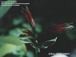 Image result for Alstroemeria pulchella