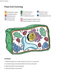 Plant Cell Diagram Labeled Color Sheet Printable Diagram Animal Cells Worksheet Plant Cell Cell Membrane Coloring Worksheet