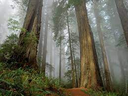 Right now we have 64+ background pictures, but the number of images is growing, so add the webpage to bookmarks and. Redwood Forest Wallpaper For Background Redwood Forest Forest Wallpapers Forest Wallpaper