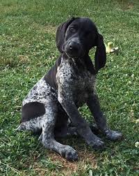 Stud service, pups, and started dogs available throughout the year. German Shorthaired Pointer Puppies For Adoption Cheap Online
