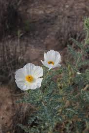 Image result for Argemone