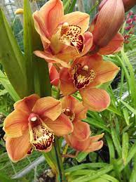See more ideas about cymbidium orchids, orchids, beautiful orchids. Cymbidium Orchid Grows In The Colors Of White Lavender Purple Pink Magenta Red Burgundy Peach Yellow Green Oncidium Orchids Orchids Cymbidium Orchids