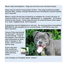 Even if your pet was lost from an unfamiliar area, approximately 80% of the lost pets we help stay within 1 mile of where they went missing (even if this location is hundreds of. Found Dog Lost Dogs Florida