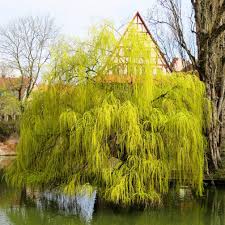 The weeping willow tree needs a wide area to grow. 5ft Golden Weeping Willow Tree 9l Pot Salix X Sepulcralis Chrysocoma 47 99
