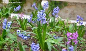 Jacintos Aromaticas Flores En Una Amplia Gama De Colores Flores Plantas Bulbosas Plantas Jardin
