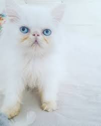Irankedisisahiplendirme Irankedisi Kedi Cat Like Ins Cats Kittens Animals