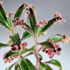 We did not find results for: Kalanchoe Pink Butterfly Wowbotanics