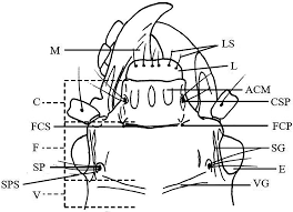 Nitrogen needs to bond three times, shown as the lone dots on the left, right and bottom of the n. Mecodema Crenaticolle Redtenbacher 1868 Plazi Treatmentbank