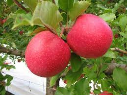 Dwarf Fruit Trees Apple Tree Pink Ladies