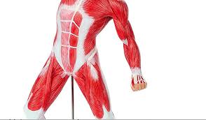 About 40% of your body weight is made the 4 huge muscles that comprise the front of your thigh is the muscle group called the quadriceps or 'quads'. Muscle Man Lower Body Front Diagram Quizlet