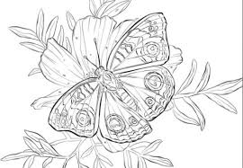 Hasil gambar untuk sketsa gambar kupu kupu untuk kolase. 1001 Keindahan Sketsa Gambar Kupu Kupu Terelengkap Dan Tekniknya