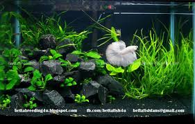 Ideal for any bowl or tank, great for your betta. All About Betta Fish White Halfmoon Betta Fish In A Planted Tank Betta Aquarium Betta Tank Betta Fish Tank