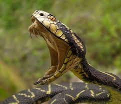 How Snake Venom Kills And Saves Lives Snake Venom Scary Snakes Snake