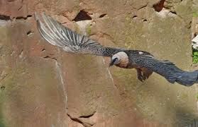 Er bildet die einzige art der gleichnamigen gattung. Erfolg Bei Bartgeier Auswilderung Spanien Aktuell