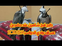 طرح فرخ شاهين عند حضر بن عساف وادي الدواسر 2019 12 14 youtube movie posters movies falconry
