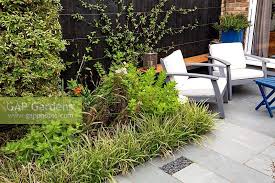 It has gone rather woody and i can't cut it back as it doesn't grow from old wood. Small Contemporary G Stock Photo By Paul Debois Image 1354060