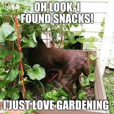 30 Home Gardening Memes For A Good Thyme The Funny Beaver Labrador Retriever Quotes Labrador Funny Dog Jokes