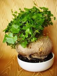 Image result for Kedrostis capensis