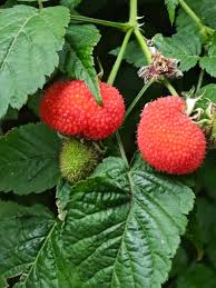 Image result for Rubus rosifolius