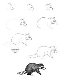 Raccoons Drawing Sketches Drawing Activity Pdf Anacondas Bass Animal Drawings Easy Animal Drawings Animal Sketches Easy