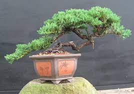 Juniper Juniper Bonsai Bonsai Tree Bonsai Tree Care
