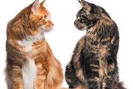 They either rub on october 24th, 1963, a female cat called felicette did a short yet successful trip to space. The Differences Between Male And Female Cats Catster